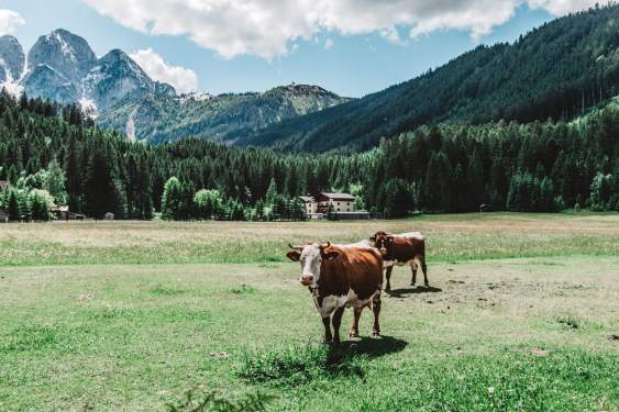 two cows in a mountain pasture